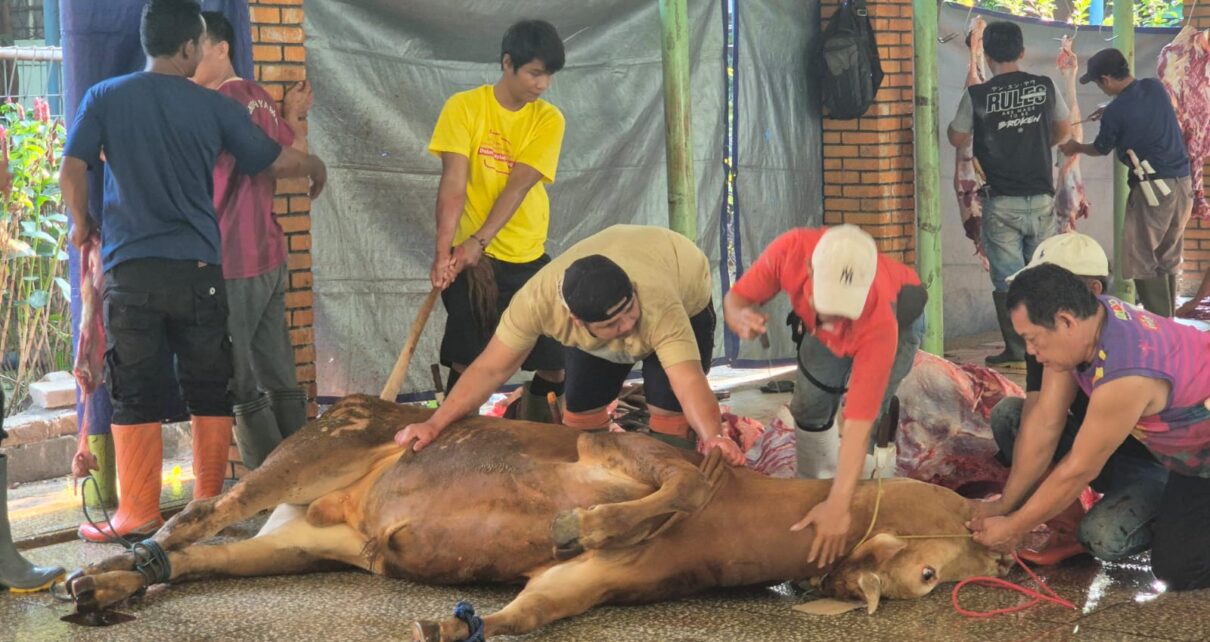 Pemotongan Hewan Qurban TKIA 6 Sentra Primer
